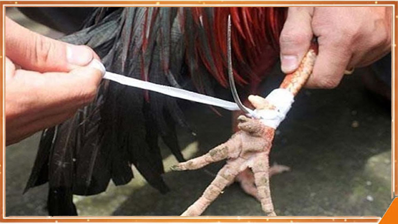 Chân gà chiến đá cựa sắt với ngón tách và đế mỏng