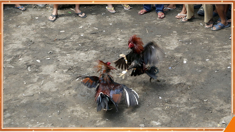 Chiến kê đá gà Khmer ra đòn phản công bằng sức bền luyện tập