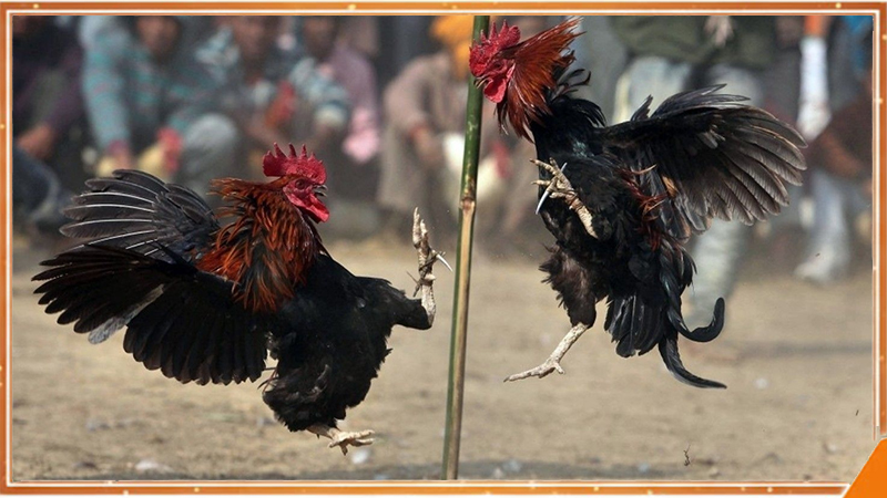 Đá gà cựa dao trực tiếp tại ALO789 với đòn kết liễu nhanh gọn