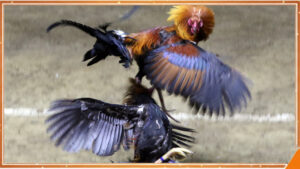 đá gà cựa sắt