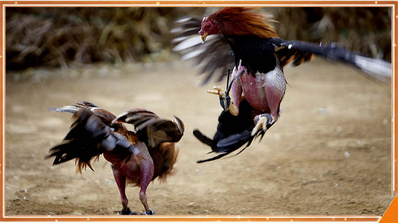 Đá gà cựa sắt thực tế với chiến kê gắn cựa thép bén