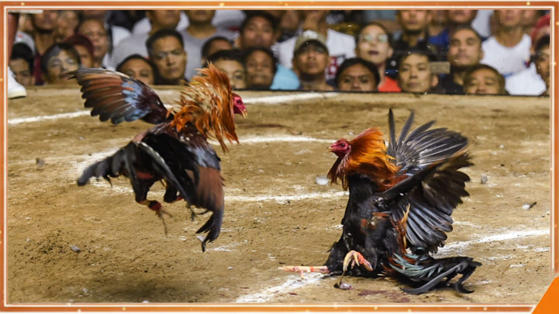 đá gà khmer