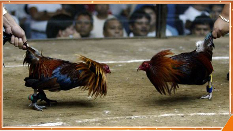 Đá gà trực tiếp thể loại cựa sắt nổi bật chiến lược và sức bền