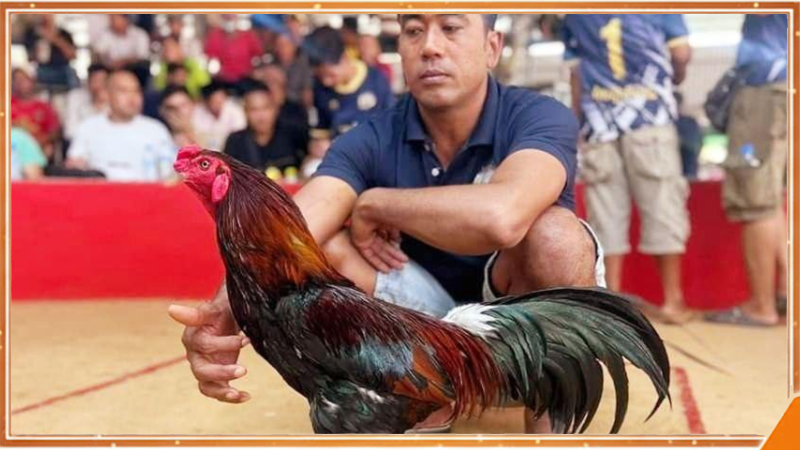 Gà đá Khmer được kiểm tra cân nặng trước khi vào thi đấu