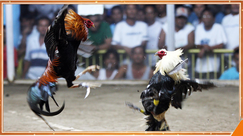 Pha phản đòn quyết định trong trận đá gà Thomo cựa dao