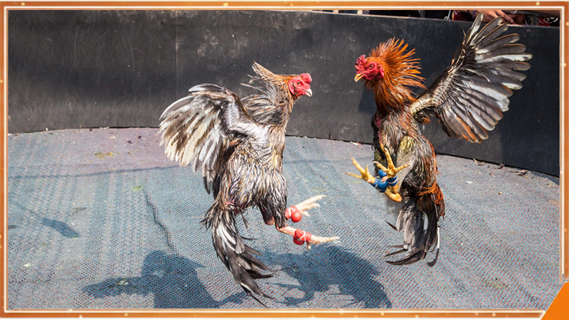 Pha ra đòn knock-out trong trận đá gà cựa sắt tốc độ cao
