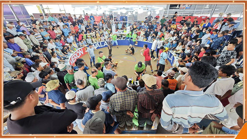 Sới gà Thomo hoạt động hợp pháp, thi đấu cựa dao và cựa sắt