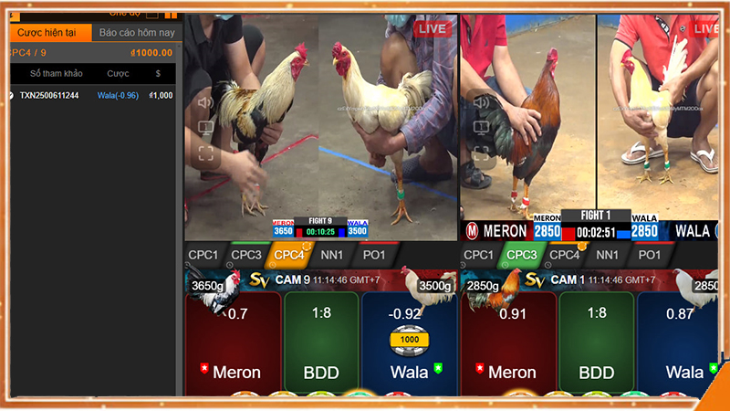 Theo dõi đá gà Thomo trận đầu ngày để đọc thế trận chính xác