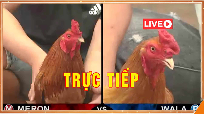 Trận đá gà ALO789 tại trường Thomo góc máy HD ổn định