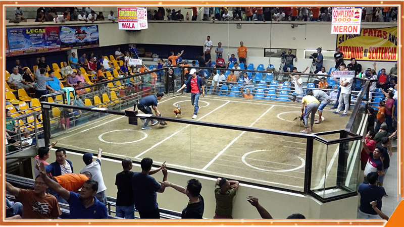 Trận đá gà cựa dao bắt đầu sau hiệu lệnh từ trọng tài ALO789