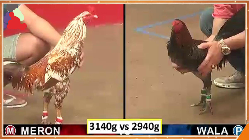 Xem đá gà trực tiếp ALO789 chất lượng cao tại trường đấu Thomo